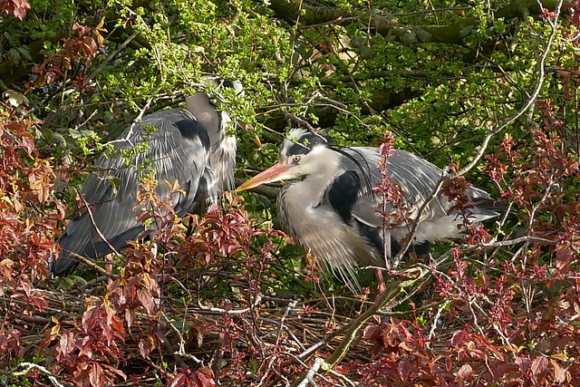 Partially obscured Herons