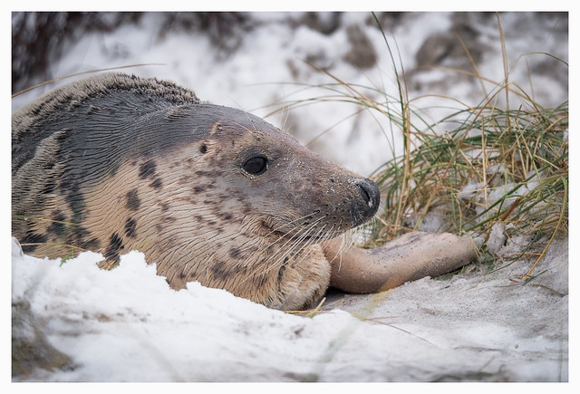 Grey seal relaxing on snowy beach