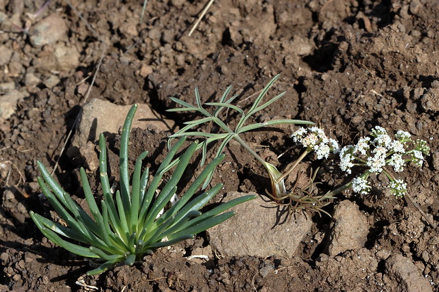 Bitterroot, Lewisia rediviva and Lomatium lithosolamans, Hoover's biscuit-root, Hoover's desert-parsley, Hoover's lomatium