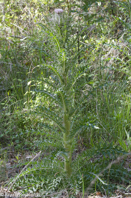 Yellow Thistle, Cirsium horridulum
