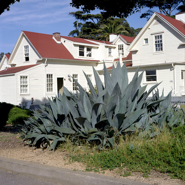 Agave Mob