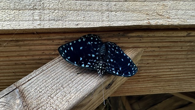 Hamadryas Laodamia Butterfly