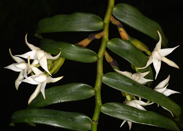 Angraecum dendrobiopsis - Hanging Gardens