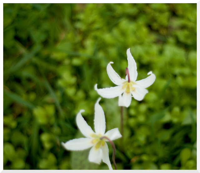 Fawn Lily (and Friends) - 3 (of 12) - Sony A77 II with Minolta AF F1.7 50mm Prime (A mount)