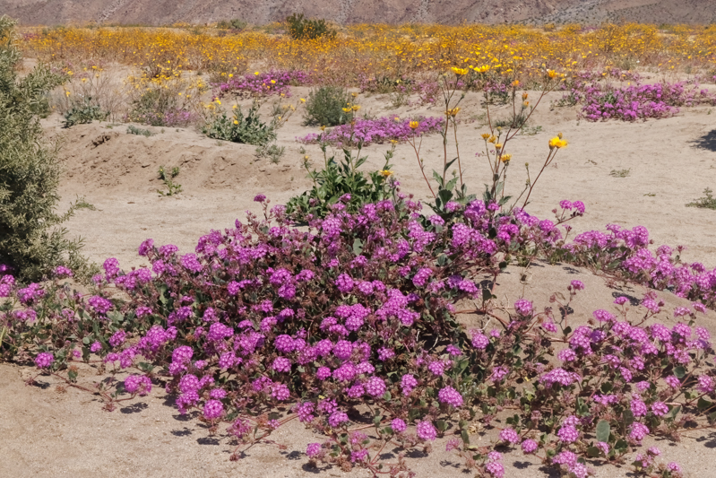 Desert Sand Verbena (Abronia umbellate)