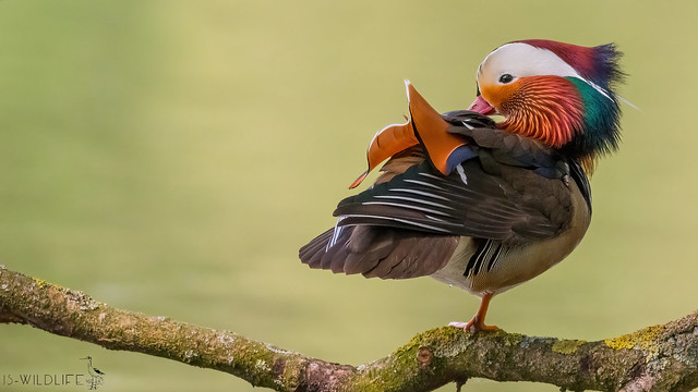 Mandarinente - Mandarin duck