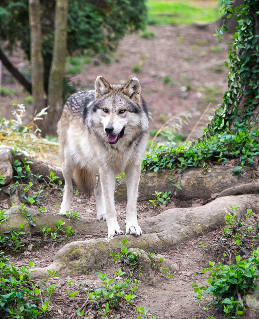 Mexican Gray Wolf, just watching.