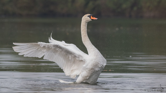 Höckerschwan - Mute swan