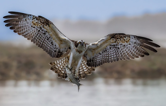 Falco pescatore/ osprey