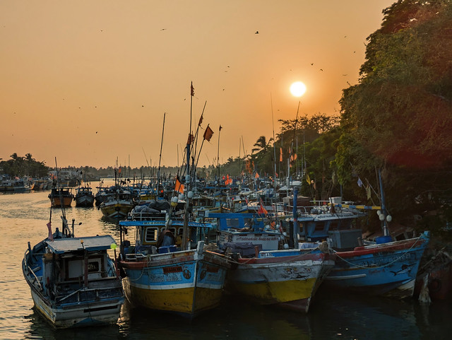 Fishing Fleet - Negombo, Sri Lanka