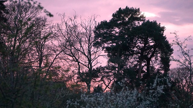 Tonight's Sky through trees