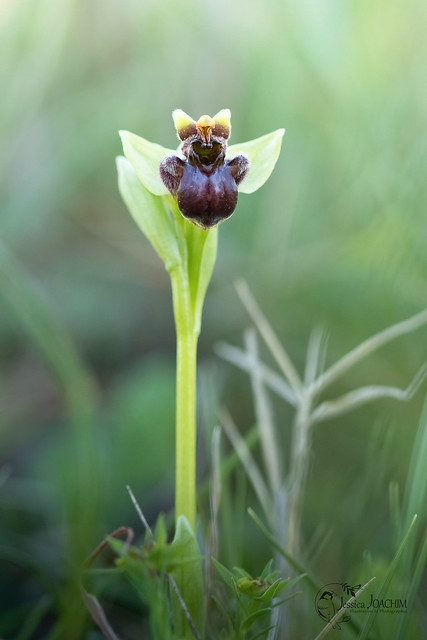 Ophrys bombyle (Ophrys bombyliflora)