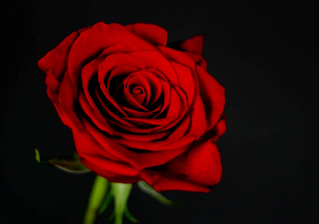 a red, red rose