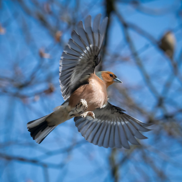 Balletic Birds - Ynys-hir RSPB, Macchynlleth, Walesdit-Edit-Edit