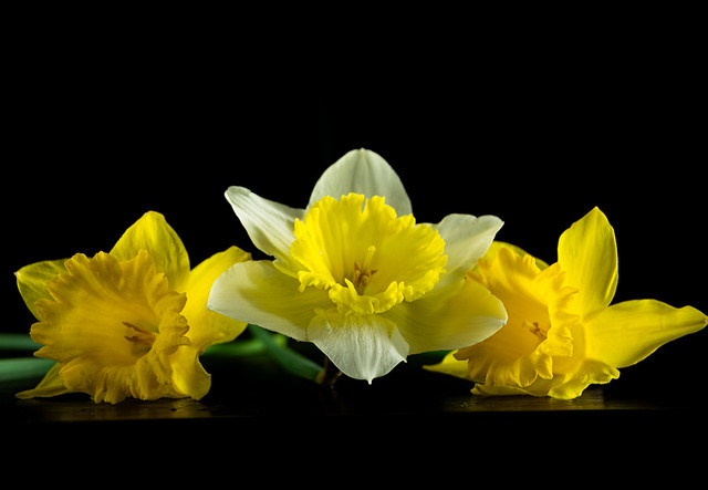 3 Daffodils