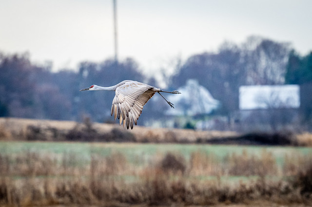 Flight of the sandhill crane