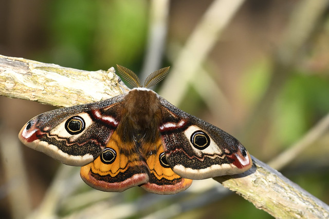 Emperor Moth, Saturnia pavonia, Garden, Heacham 6