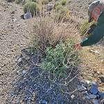 2023.04.22_09.15.40 Netvein Goldeneye (Bahiopsis reticulata), Aster family (Asteraceae).
Amargosa Valley, Nye County, Nevada.
