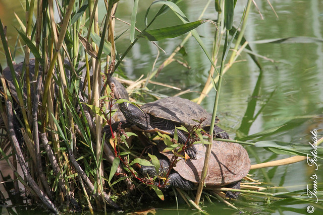 Gewöhnliche Schmuckschildkröte (Pseudemys concinna)