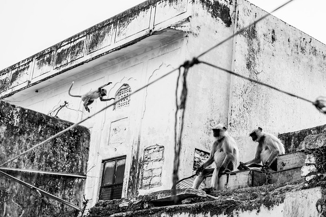 Monkeys, Pushkar