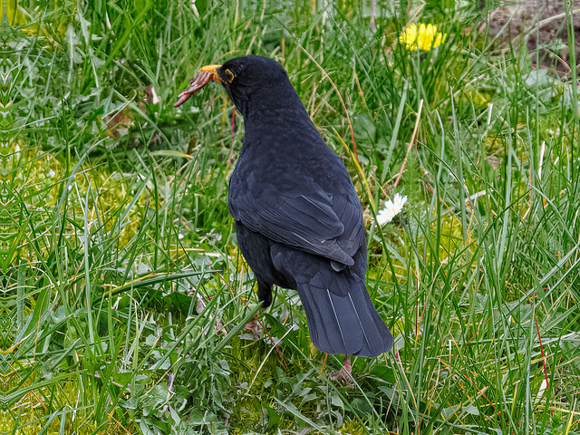 Amsel- Blackbird