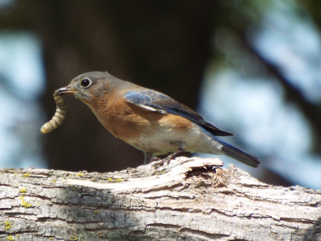 Eastern Bluebird, Timbers Nature Preserve, Murphy, Texas, March 29, 2024