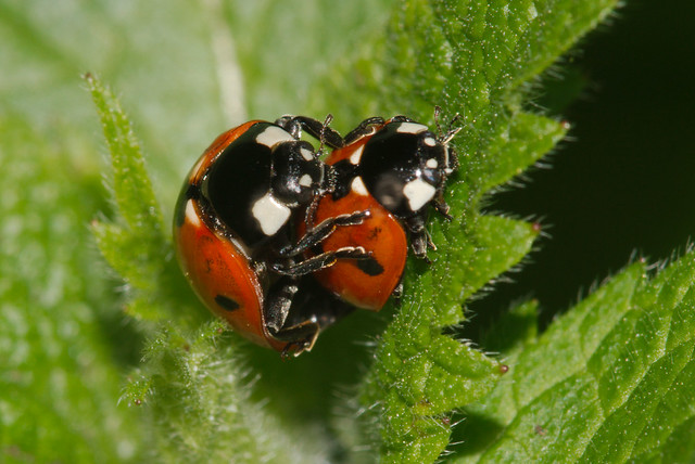 7-spot ladybirds (Coccinella septempunctata)