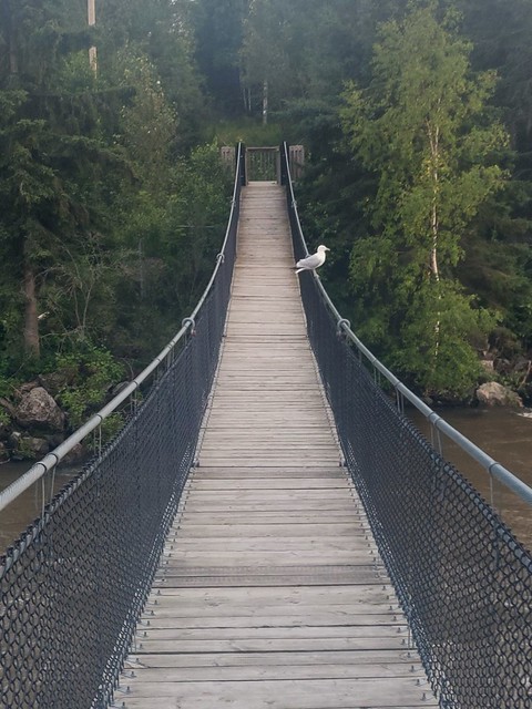 Seagull on the Suspension Bridge