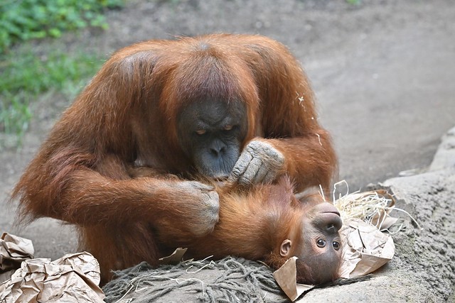 Sumatra Orang-Utan Mama mit ihrem Kleinen