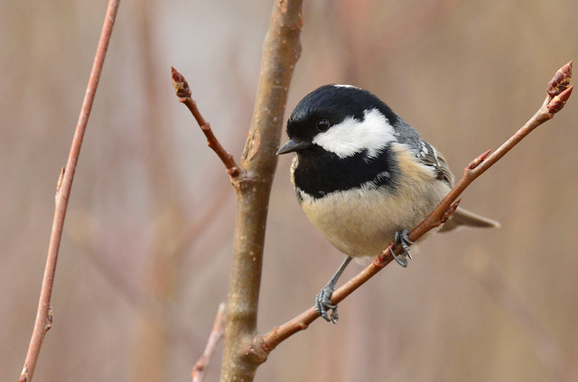 Coal tit on a branch