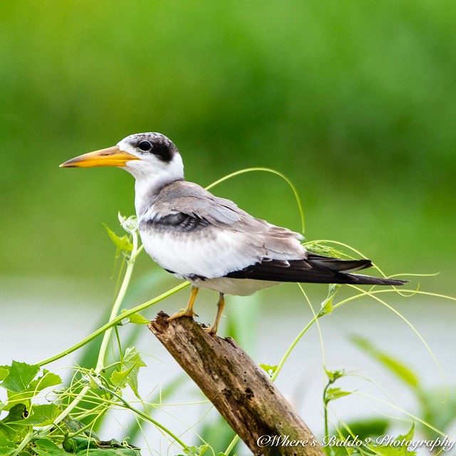 Large-billed Tern