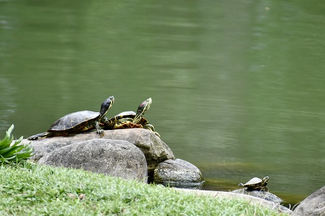 Three  Turtles