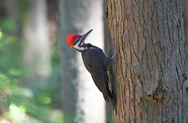Pileated Woodpecker 3-31-24
