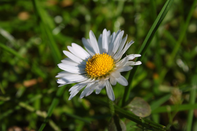 I spent a few minutes crawling in the grass in search of the perfect English daisy macro shot