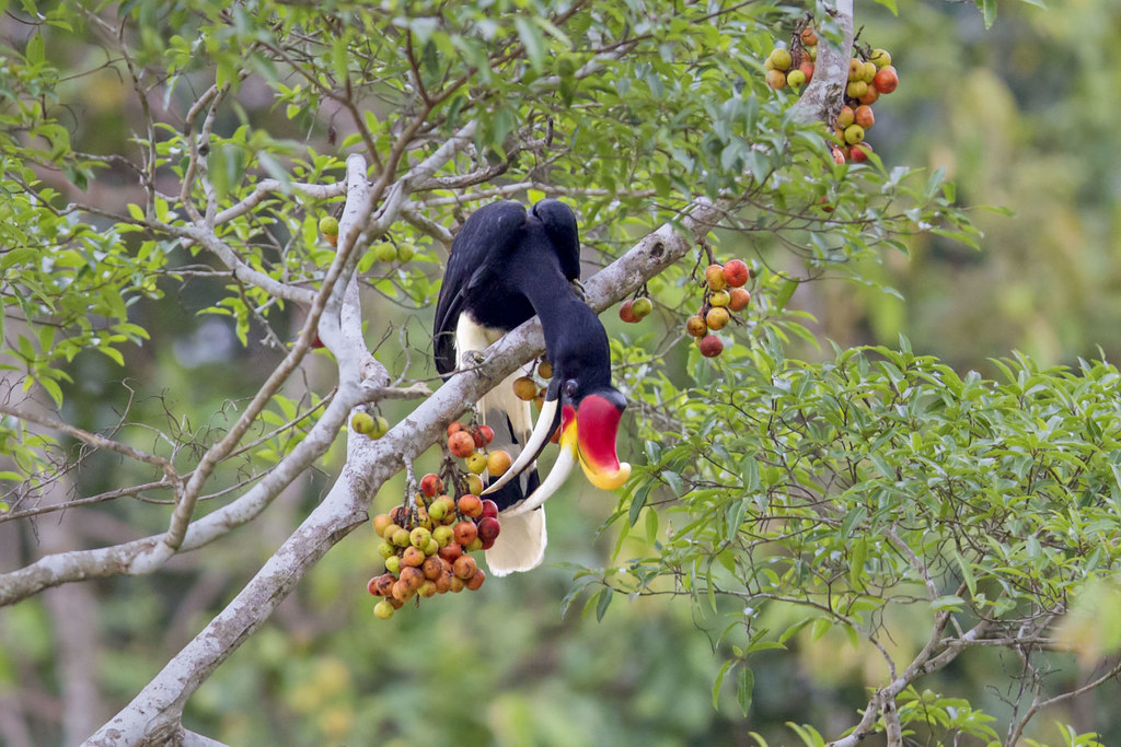 1馬來西亞婆羅洲，一只犀鳥正站在枝頭啄食榕樹果。榕樹是婆羅洲島雨林生態系統的重要組成部分。油棕種植園開發導致其被大量砍伐，種植榕樹可以恢覆該島生態系統。圖片來源：Alamy