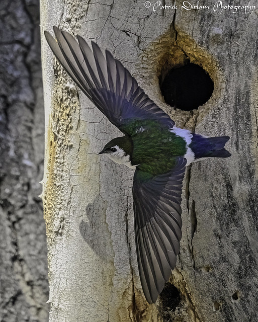 Violet-green Swallow leaving nest
