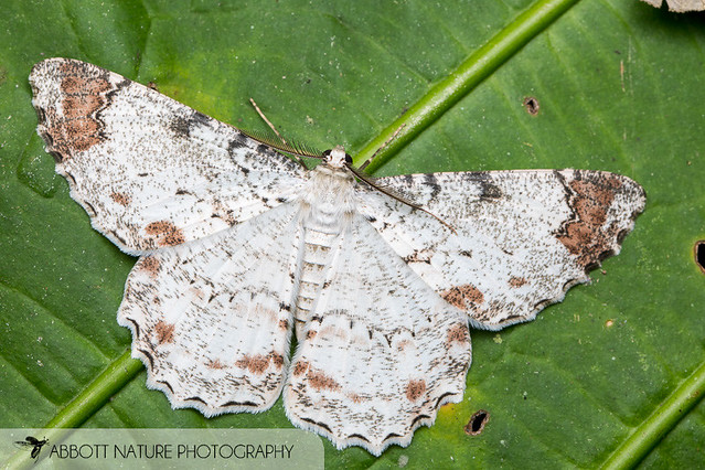 geometrid moth (Epimecis sp.) 20190822_6455.jpg