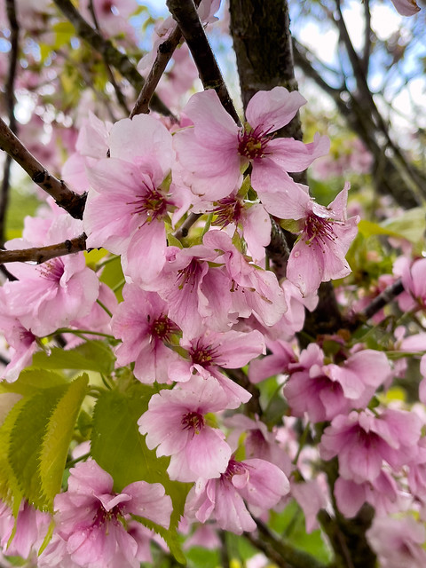 Spring blossom