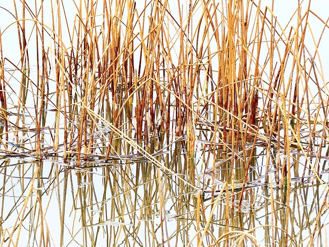 Reflection Grass