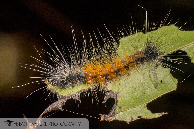 moth caterpillar 20190821_6131.jpg