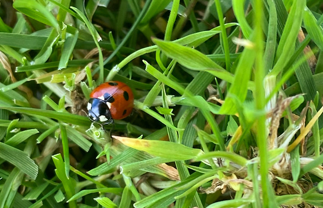~ Seven Spot Ladybird - Coccinella Septempunctata ~