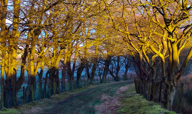 The warm light of the rising Sun warms an avenue of trees, North Castlewalls, Howwood, Renfrewshire, Scotland, UK