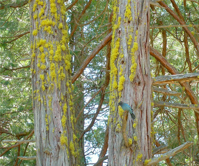 Bird and Mossy Tree