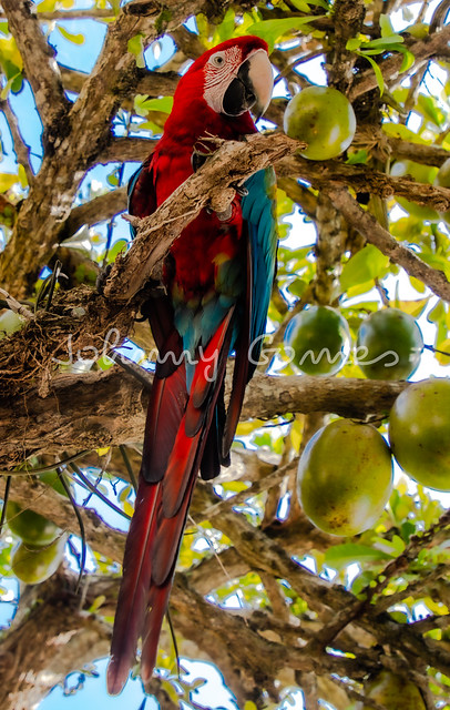 Guacamayo Rojo de alas verdes, Cepe - Costas de Aragua (Estado Aragua, Venezuela)