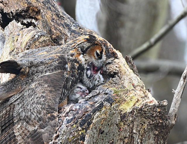 Great Horned Owl Mom Feeds 2 Chicks