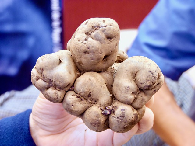 Mistura 2010 - Native Potatoes from de Andes - Puma Paw, Pata de Puma 2