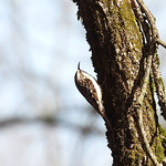 Brown Creeper (Certhia americana) 2024-04-01 (1) Brown Creeper (Certhia americana) - 1 April 2024 - MacCready Reserve, Liberty Township, Jackson County, Michigan