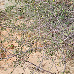 2022.06.03_16.52.47 Utah serviceberry (Amelanchier utahensis), Rose family (Rosaceae).
Along Hwy 12, Garfield County, Utah.
