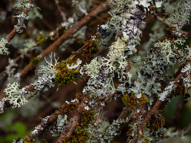 Lichens Growing in English Woodland