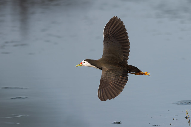 A White Breasted Waterhen in low flight over a lake